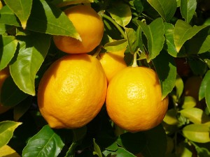 limon1-300x225