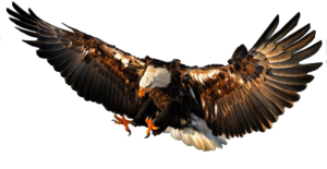 orzel